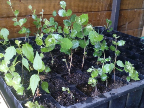 Evolução das azinheiras - quatro meses após germinação. As plantas estão em covetes dentro da casinha do ambiente (casa de madeira orientada a sul comporta e janela), em meio adequado ao desenvolvimento inicial das plantas.